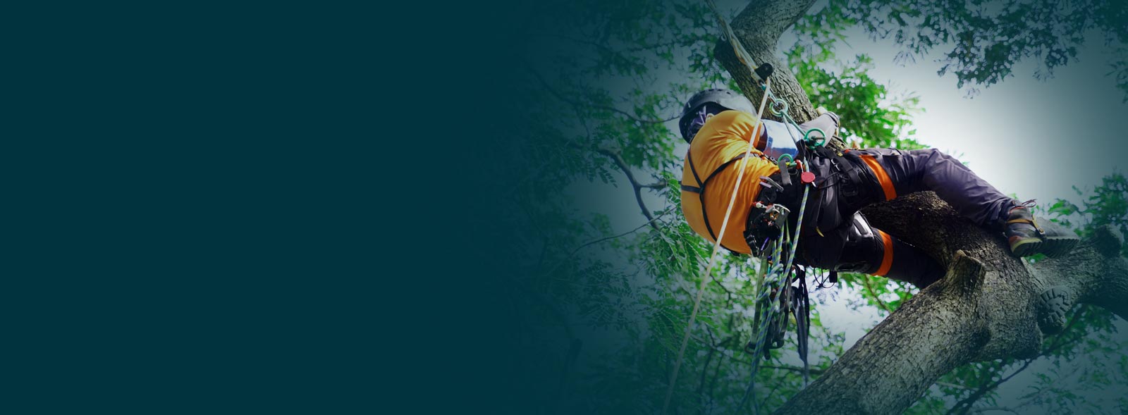 Training, Advisory & Compliance Specialists i Training, Advisory & Compliance Specialists